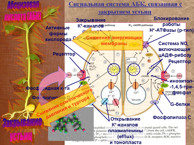 Абсцизовая кислота (АБК) Сигнальная система АБК, связанная с закрытием устьиц. Рецептор Фосфолипаза D Фосфатидная